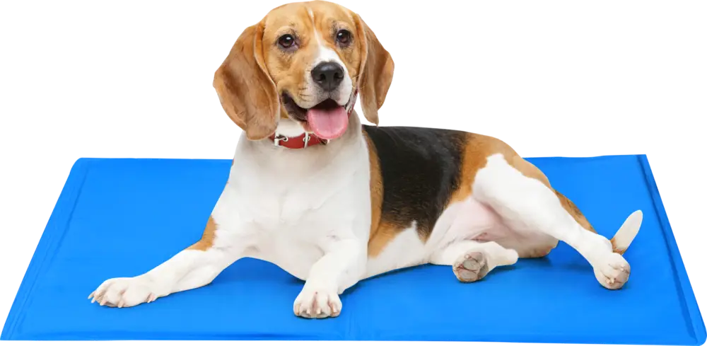 Pagamento Sicuro Tappetino rinfrescante Edco per animali domestici 50 x 40 cm